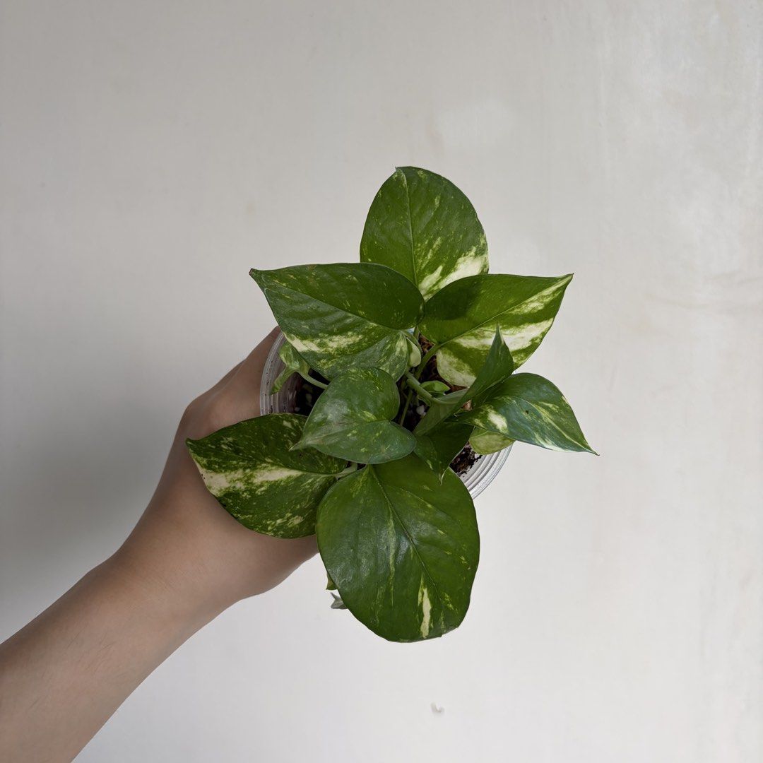 Golden Pothos - P (Category: Plants & Seeds) located in Makati City. Submitted by eggcloud (Listing ID 1470496272, Image 1). Description: 🌱 pls read before chat: - fixed price, but discount might be given if buying more from my shop - pic taken Oct 25 2026 - my own propagation, planted in repurposed cup with holes - pls scroll uploaded pics showing all sides and possible angles - has good quality substrate: soil-less potting mix from The Urban G