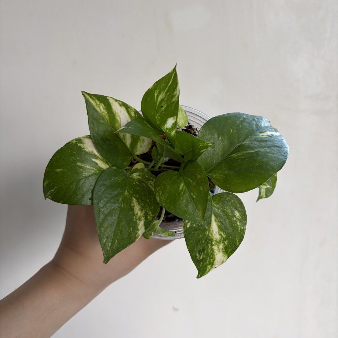 Golden Pothos - P (Category: Plants & Seeds) located in Makati City. Submitted by eggcloud (Listing ID 1470496272, Image 2). Description: 🌱 pls read before chat: - fixed price, but discount might be given if buying more from my shop - pic taken Oct 25 2026 - my own propagation, planted in repurposed cup with holes - pls scroll uploaded pics showing all sides and possible angles - has good quality substrate: soil-less potting mix from The Urban G