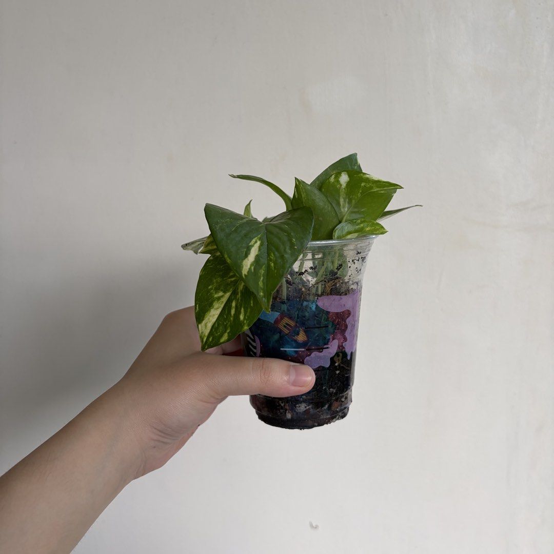 Golden Pothos - P (Category: Plants & Seeds) located in Makati City. Submitted by eggcloud (Listing ID 1470496272, Image 3). Description: 🌱 pls read before chat: - fixed price, but discount might be given if buying more from my shop - pic taken Oct 25 2026 - my own propagation, planted in repurposed cup with holes - pls scroll uploaded pics showing all sides and possible angles - has good quality substrate: soil-less potting mix from The Urban G