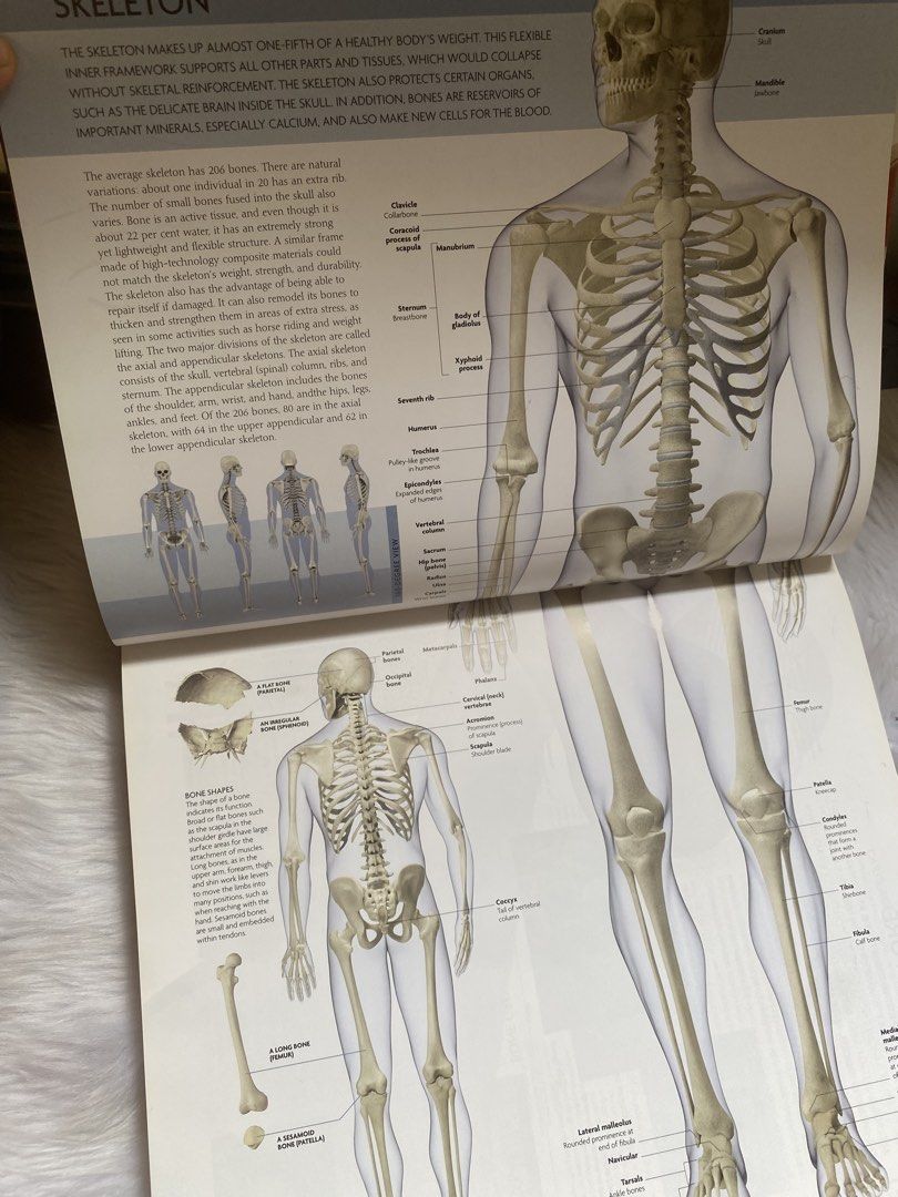 Human Anatomy and Physiology Hardcover Reference Book (Category: Textbooks) located in Quezon City. Submitted by donagraceliwanag (Listing ID 1470363377, Image 3). Description: - Comprehensive human anatomy reference book - Packed with detailed 3D illustrations, diagrams, and breakdowns of skeleton, muscles, and organ systems - Great visual aid for medical students, biology classes, and science enthusiasts - Sturdy hardcover binding with clean pa