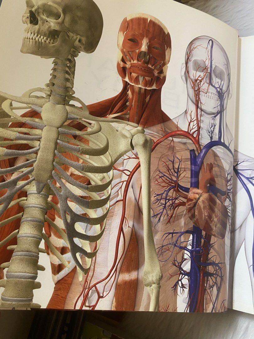 Human Anatomy and Physiology Hardcover Reference Book (Category: Textbooks) located in Quezon City. Submitted by donagraceliwanag (Listing ID 1470363377, Image 2). Description: - Comprehensive human anatomy reference book - Packed with detailed 3D illustrations, diagrams, and breakdowns of skeleton, muscles, and organ systems - Great visual aid for medical students, biology classes, and science enthusiasts - Sturdy hardcover binding with clean pa