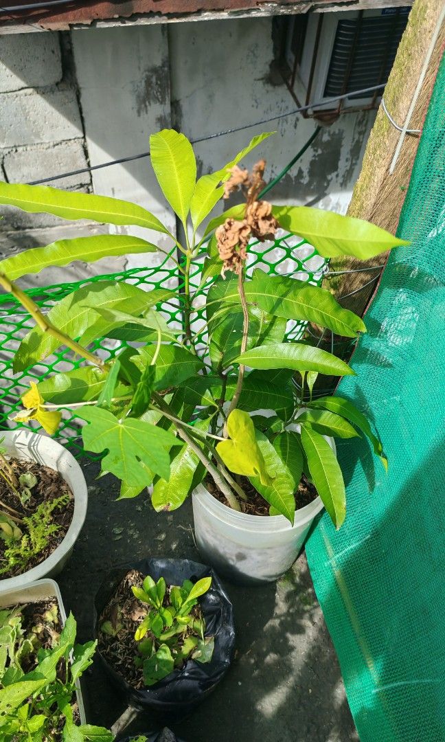 Indian mango seedling (Category: Plants & Seeds) located in Quezon City. Submitted by plantcorner (Listing ID 1470557221, Image 2). Description: 2 pots avail 150 per pot.