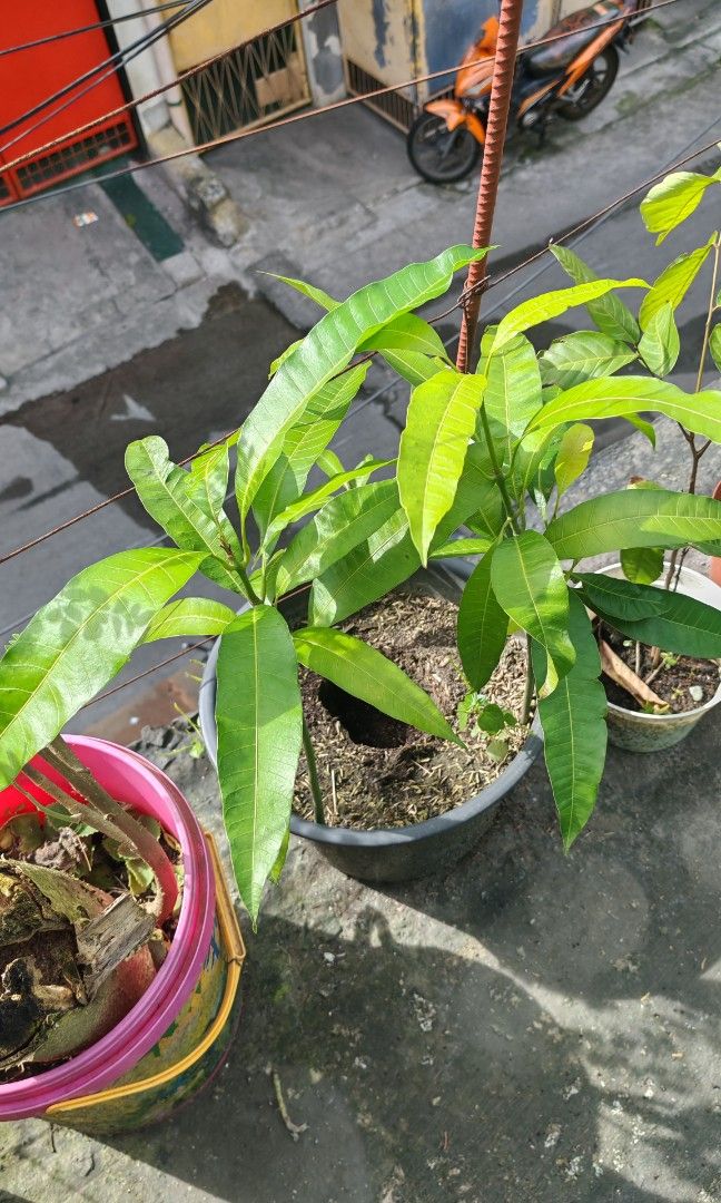 Indian mango seedling (Category: Plants & Seeds) located in Quezon City. Submitted by plantcorner (Listing ID 1470557221, Image 1). Description: 2 pots avail 150 per pot.