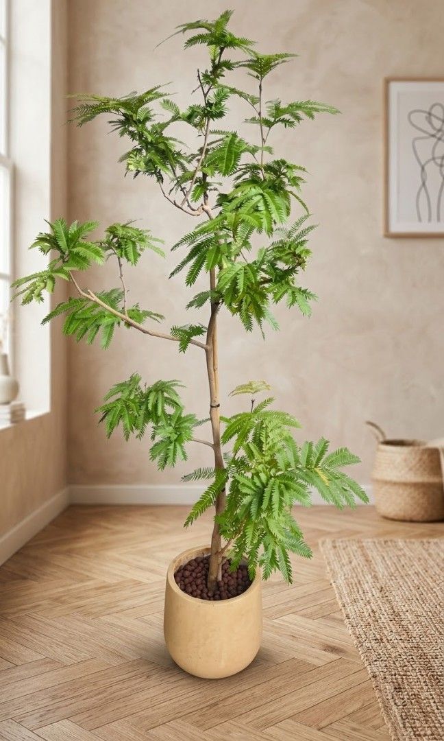 Japanese Ever Fresh Tree, Furniture & Home Living, Gardening, Plants ...