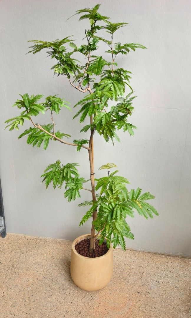Japanese Ever Fresh Tree, Furniture & Home Living, Gardening, Plants ...