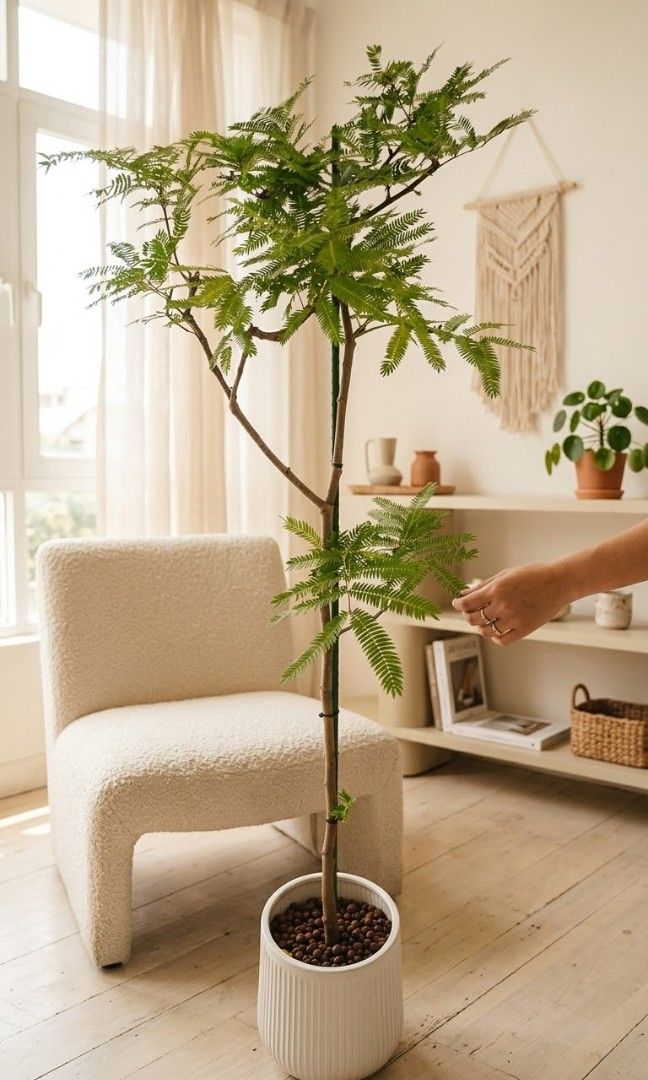 Japanese Ever Fresh Tree, Furniture & Home Living, Gardening, Plants ...