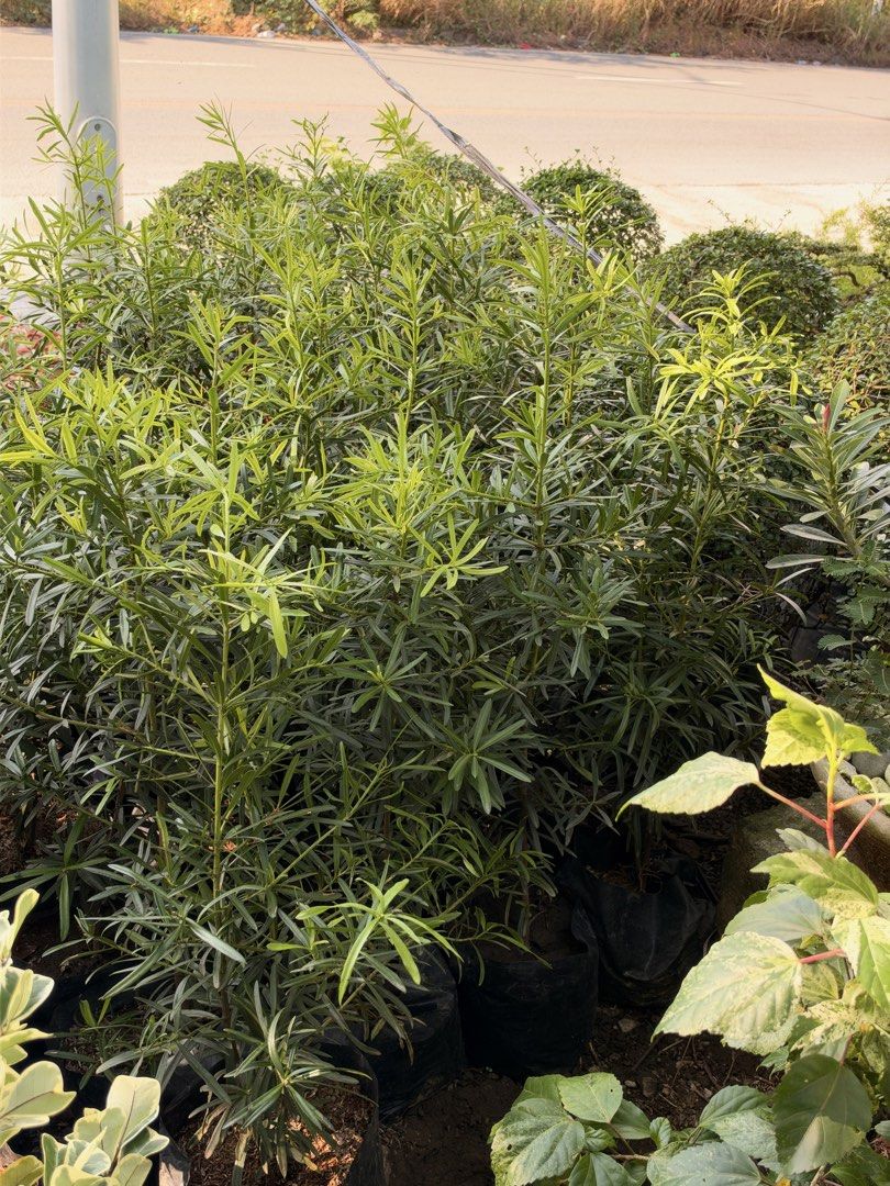 Maki plants (Category: Plants & Seeds) located in Paranaque City. Submitted by plants_sale (Listing ID 1470476950, Image 1). Description: .