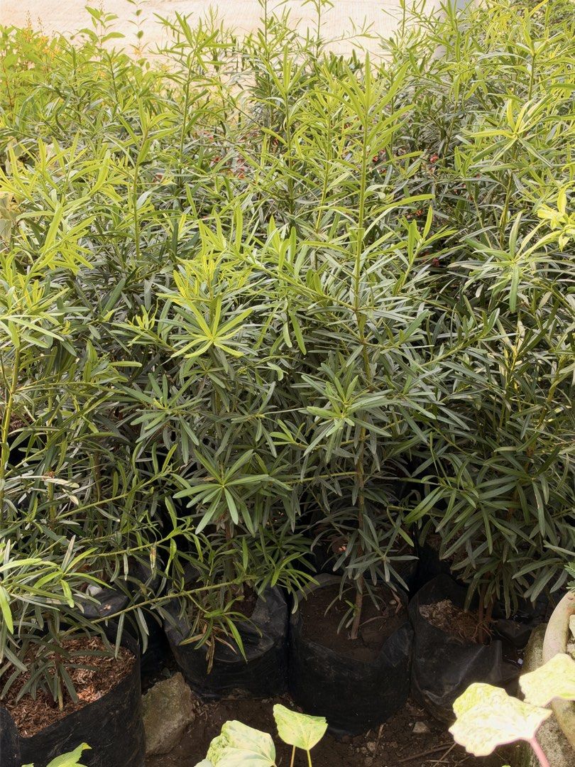 Maki plants (Category: Plants & Seeds) located in Paranaque City. Submitted by plants_sale (Listing ID 1470476950, Image 3). Description: .