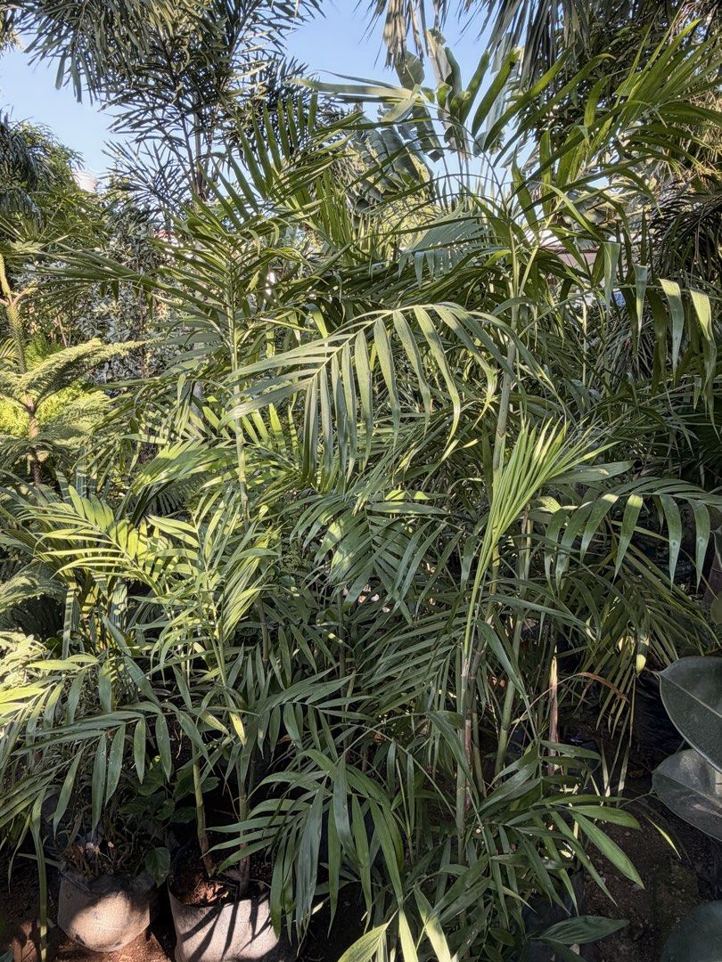 Palmera plants (Category: Plants & Seeds) located in Paranaque City. Submitted by plants_sale (Listing ID 1470476419, Image 2). Description: .