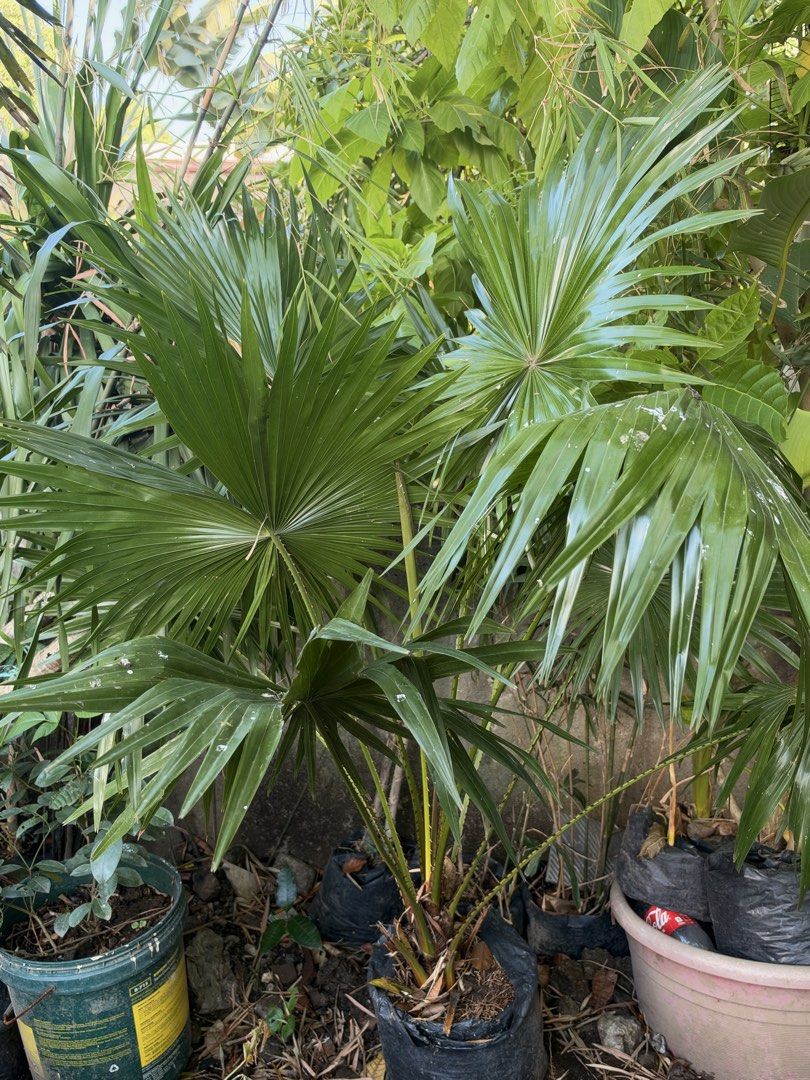 Palmera plants (Category: Plants & Seeds) located in Paranaque City. Submitted by plants_sale (Listing ID 1470476419, Image 3). Description: .