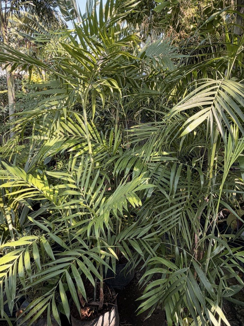 Palmera plants (Category: Plants & Seeds) located in Paranaque City. Submitted by plants_sale (Listing ID 1470476419, Image 1). Description: .