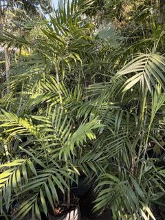 (Category: ) located in . Submitted by plants_sale (Listing ID 1470476419, Image 1). Description: .