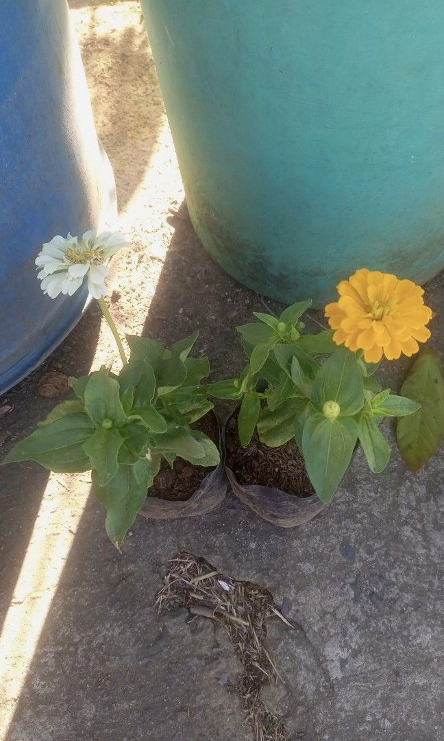Periwinkle plant zinnia (Category: Plants & Seeds) located in Quezon City. Submitted by amazingmaria3680 (Listing ID 1470350010, Image 1). Description: .