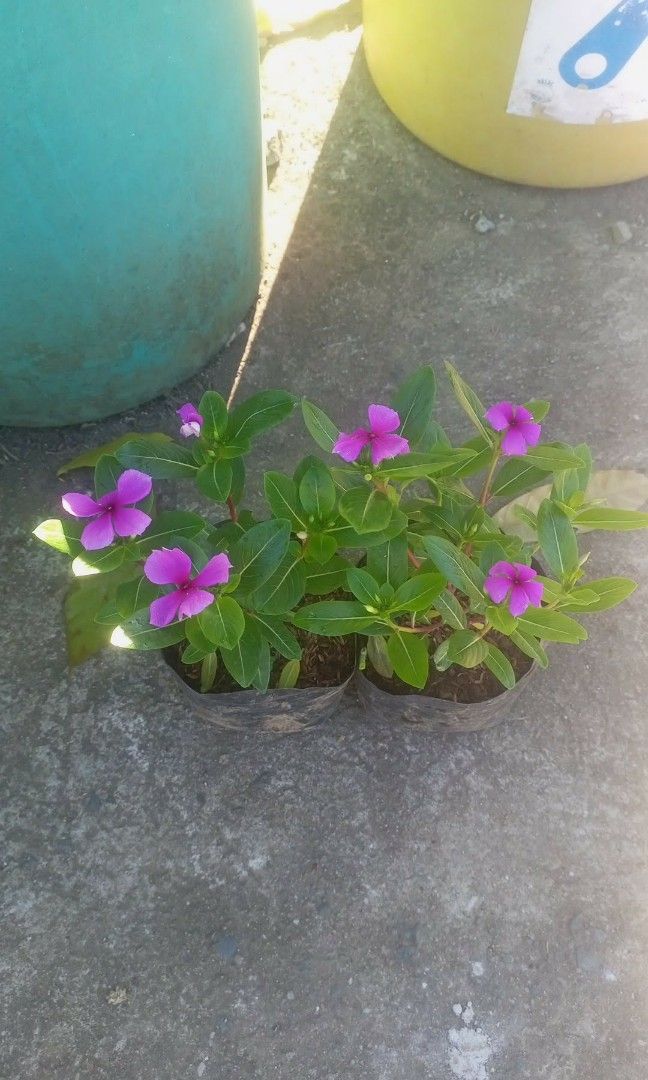 Periwinkle plant zinnia (Category: Plants & Seeds) located in Quezon City. Submitted by amazingmaria3680 (Listing ID 1470350010, Image 2). Description: .