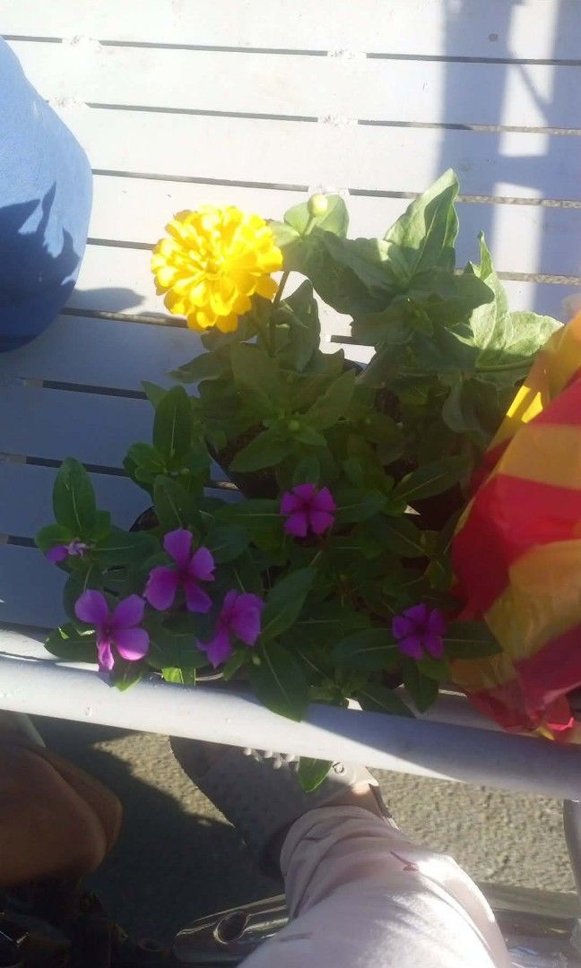 Periwinkle plant zinnia (Category: Plants & Seeds) located in Quezon City. Submitted by amazingmaria3680 (Listing ID 1470350010, Image 3). Description: .