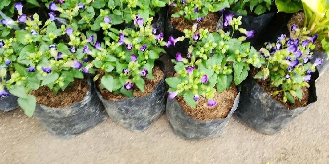Rose plant torinia (Category: Plants & Seeds) located in Quezon City. Submitted by amazingmaria3680 (Listing ID 1470350088, Image 1). Description: .