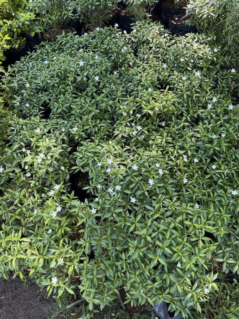 Small Pandakaki plants (Category: Plants & Seeds) located in Paranaque City. Submitted by plants_sale (Listing ID 1470364395, Image 3). Description: .