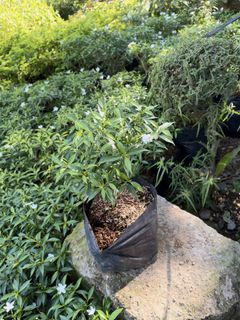 (Category: ) located in . Submitted by plants_sale (Listing ID 1470364395, Image 1). Description: .