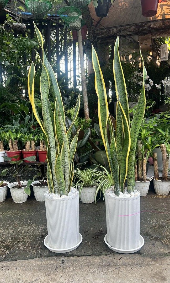 snake plant (Category: Plants & Seeds) located in Manila. Submitted by vastmountain-9b645d (Listing ID 1470356911, Image 3). Description: lush and established, ready to display.