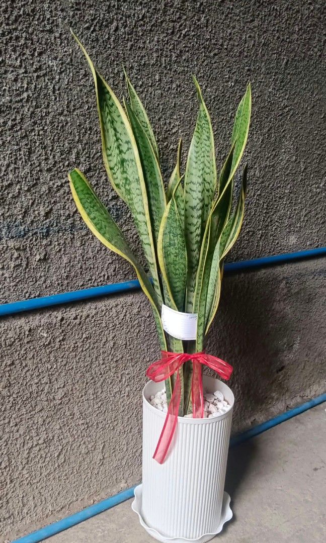 snake plant (Category: Plants & Seeds) located in Manila. Submitted by vastmountain-9b645d (Listing ID 1470356911, Image 2). Description: lush and established, ready to display.