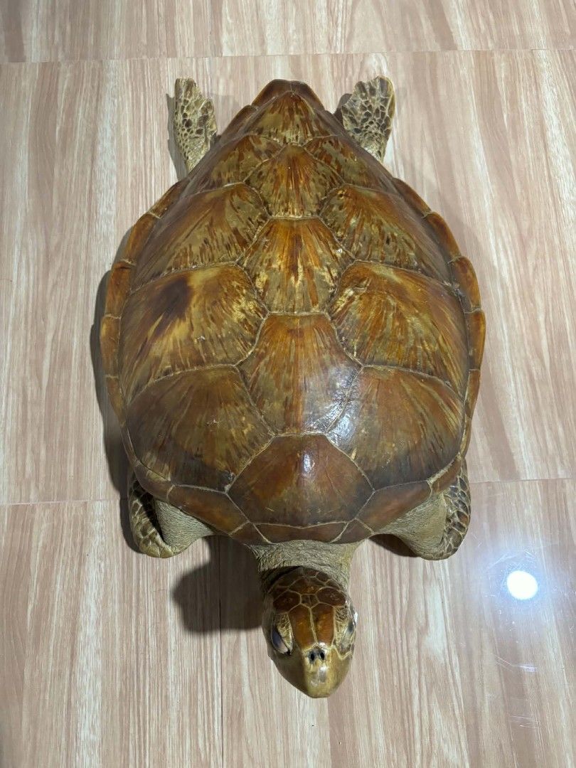 Taxidermy turtle specimen shell taxidermy decor (Category: Figurines & Statues) located in Daet. Submitted by jemotovlog28 (Listing ID 1470493452, Image 1). Description: - Authentic preserved turtle taxidermy specimen - Beautiful shell with rich amber and brown tones and natural patterns - Head, flippers, and underside are all fully intact - Perfect statement piece for taxidermy or natural history collections - Carefully packed for shipping or av