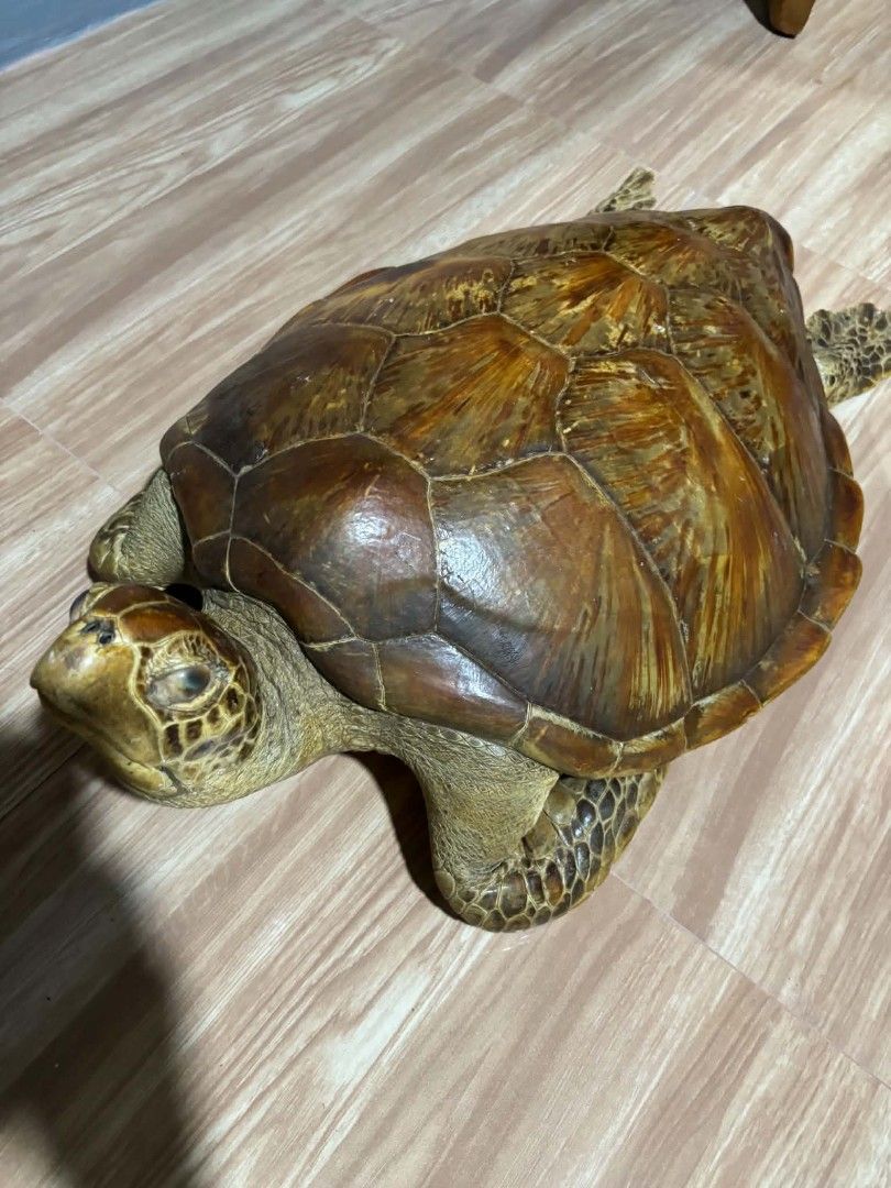 Taxidermy turtle specimen shell taxidermy decor (Category: Figurines & Statues) located in Daet. Submitted by jemotovlog28 (Listing ID 1470493452, Image 3). Description: - Authentic preserved turtle taxidermy specimen - Beautiful shell with rich amber and brown tones and natural patterns - Head, flippers, and underside are all fully intact - Perfect statement piece for taxidermy or natural history collections - Carefully packed for shipping or av