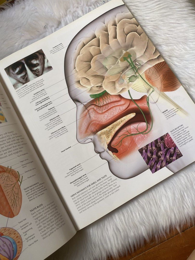 The Human Body Book: An Illustrated Guide (Category: Textbooks) located in Quezon City. Submitted by donagraceliwanag (Listing ID 1470363352, Image 3). Description: - Title: The Human Body Book - Publisher: DK - Format: Hardcover reference book with included DVD-ROM - Content: Detailed anatomical diagrams covering muscles, brain structures, digestive systems, and nervous pathways - Condition: Excellent educational resource - Ideal For: Students, 