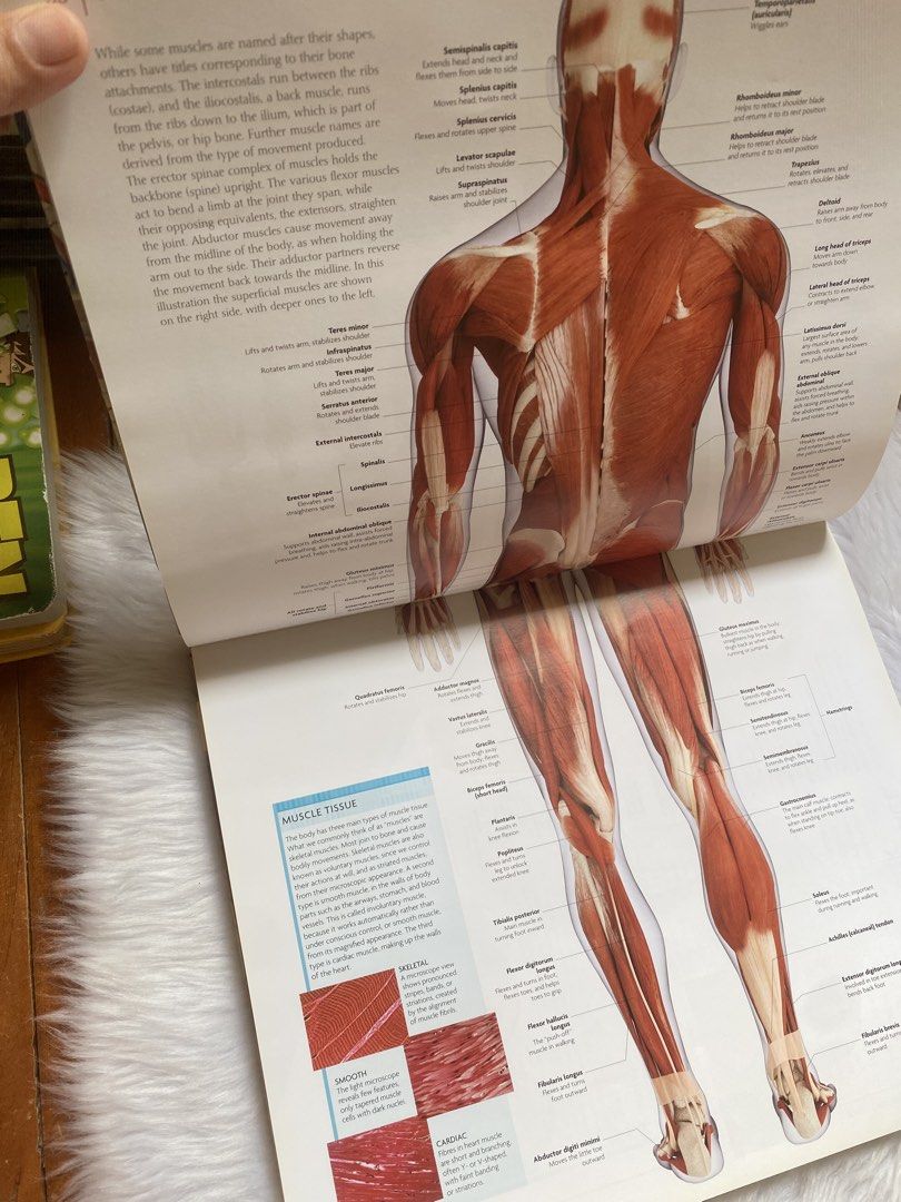 The Human Body Book: An Illustrated Guide (Category: Textbooks) located in Quezon City. Submitted by donagraceliwanag (Listing ID 1470363352, Image 2). Description: - Title: The Human Body Book - Publisher: DK - Format: Hardcover reference book with included DVD-ROM - Content: Detailed anatomical diagrams covering muscles, brain structures, digestive systems, and nervous pathways - Condition: Excellent educational resource - Ideal For: Students, 