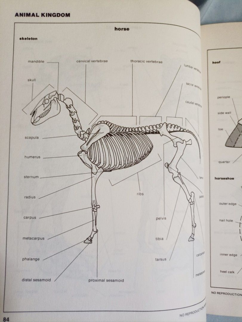 Visual dictionary （分類：教科書）位於 Hong Kong。 由 uranusk 提交（商品編號 1470413103，圖片 2）。簡介： 。