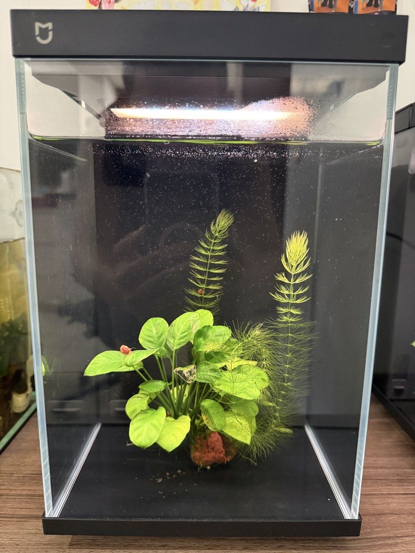 Xiaomi Mijia Smart Fish Tank gen2, Sports Equipment, Fishing on Carousell