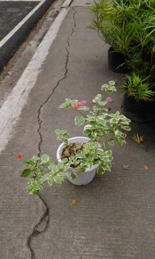 Bougainvillea plant with flowers (Category: Plants & Seeds) located in Quezon City. Submitted by amazingmaria3680 (Listing ID 1470593243, Image 2). Description: .