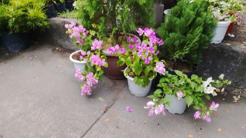 Bougainvillea plant with flowers (Category: Plants & Seeds) located in Quezon City. Submitted by amazingmaria3680 (Listing ID 1470593243, Image 1). Description: .
