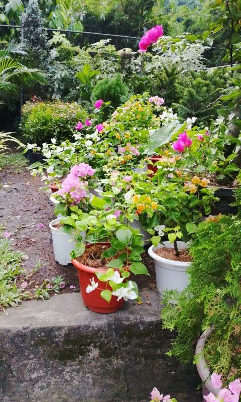 Bougainvillea plant with flowers (Category: Plants & Seeds) located in Quezon City. Submitted by amazingmaria3680 (Listing ID 1470593243, Image 3). Description: .