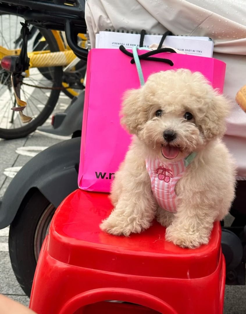 dog harness cute coquette s, m, l (Category: Homes & Other Pet Accessories) located in Angeles City. Submitted by dear_noona (Listing ID 1470674185, Image 1). Description: shipping from korea 2 weeks eta sf is only 89:).