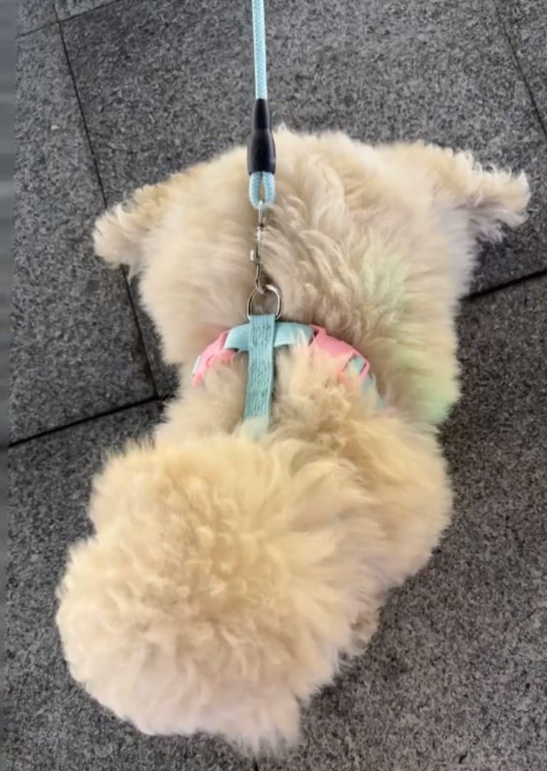 dog harness cute coquette s, m, l (Category: Homes & Other Pet Accessories) located in Angeles City. Submitted by dear_noona (Listing ID 1470674185, Image 2). Description: shipping from korea 2 weeks eta sf is only 89:).