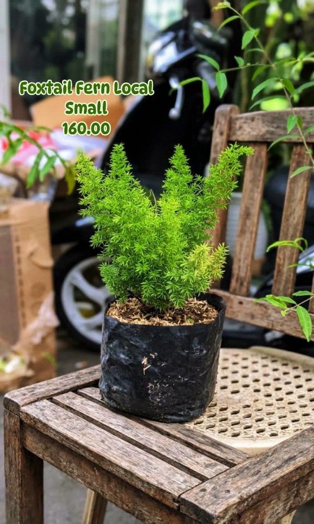 Foxtail Fern Local Small (Category: Plants & Seeds) located in Paranaque City. Submitted by mherz_ariel (Listing ID 1470681618, Image 1). Description: .