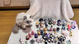 (Category: ) located in . Submitted by tsunniiee (Listing ID 1470667072, Image 1). Description: .