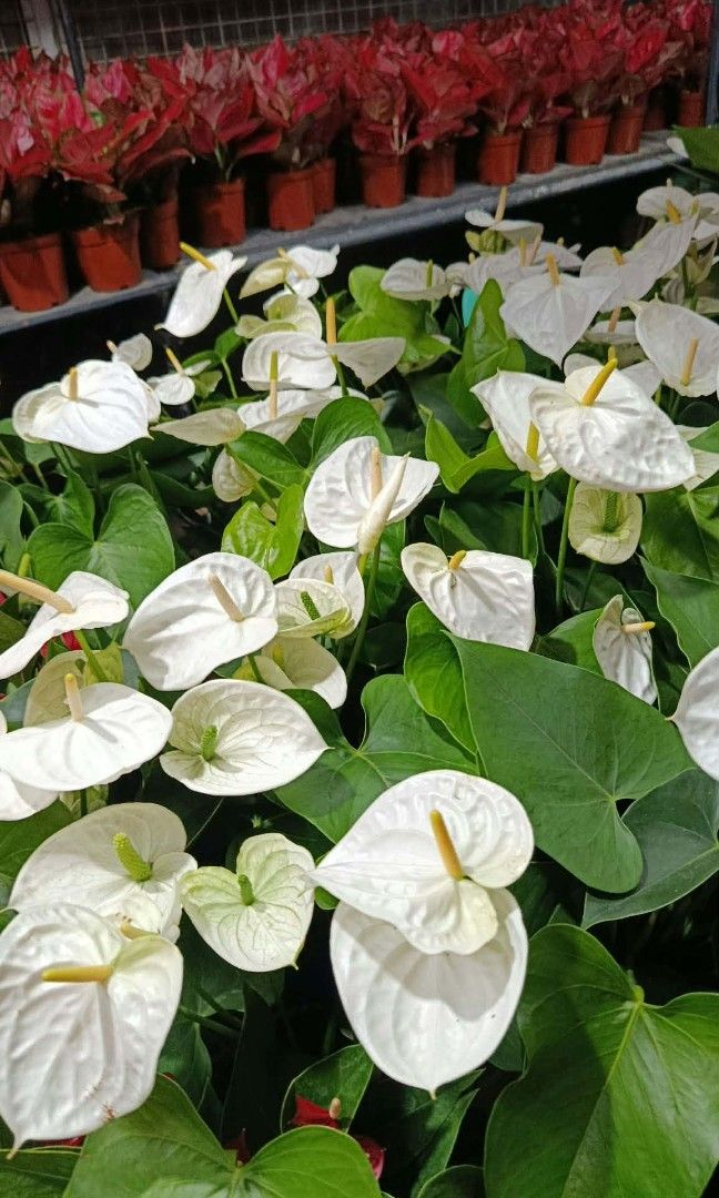 Imported anthurium 🌷 (Category: Plants & Seeds) located in Quezon City. Submitted by amazingmaria3680 (Listing ID 1470735899, Image 2). Description: .