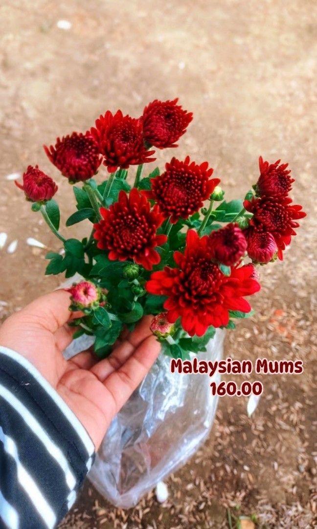 Malaysian Mums for Sale! (Category: Plants & Seeds) located in Paranaque City. Submitted by mherz_ariel (Listing ID 1470681018, Image 1). Description: .