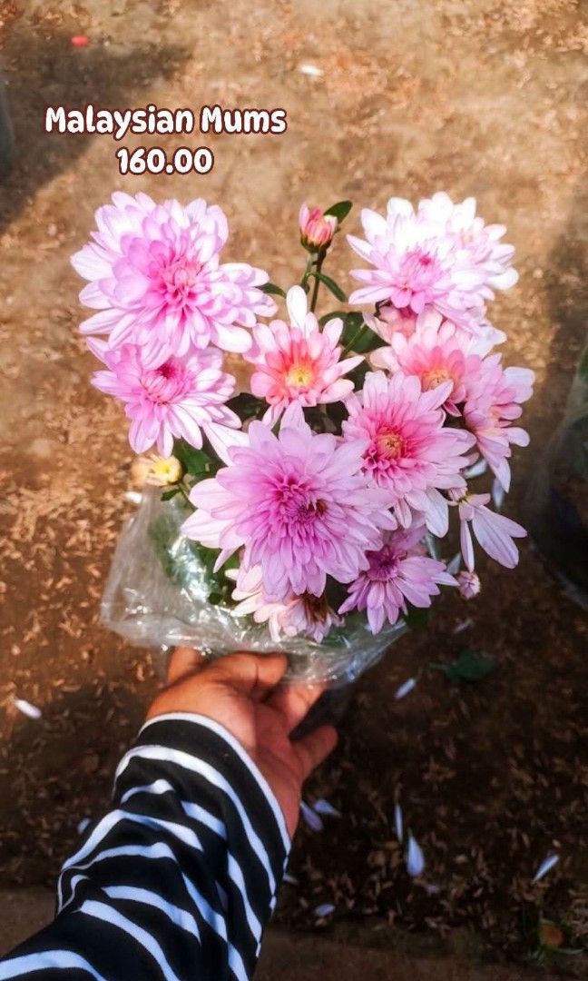 Malaysian Mums for sale! (Category: Plants & Seeds) located in Paranaque City. Submitted by mherz_ariel (Listing ID 1470682217, Image 1). Description: .