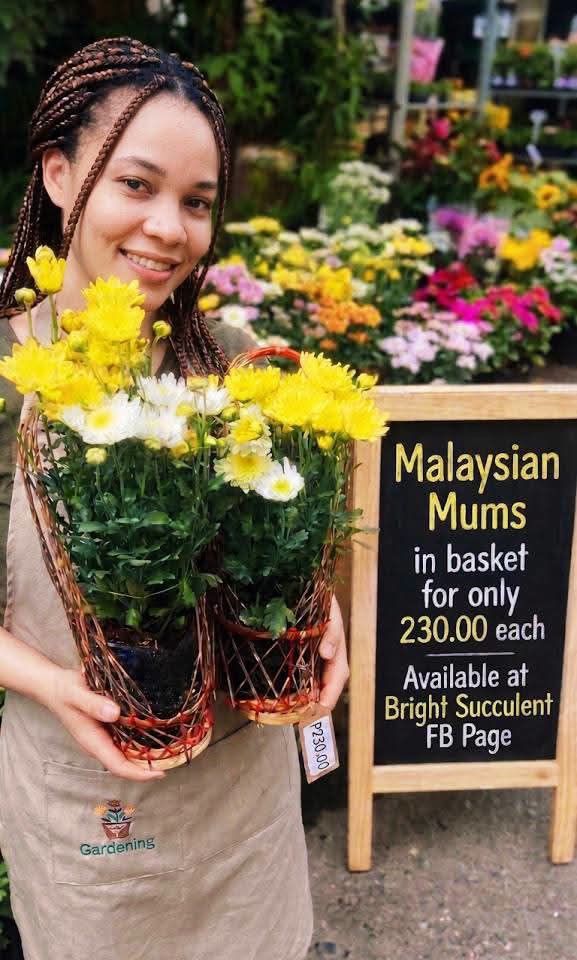 Malaysian Mums on Basket! (Category: Plants & Seeds) located in Paranaque City. Submitted by mherz_ariel (Listing ID 1470681409, Image 1). Description: .