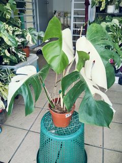 (Category: ) located in . Submitted by lynn270359929 (Listing ID 1470698543, Image 1). Description: .