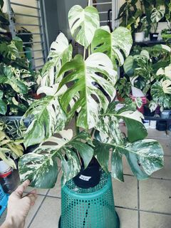 (Category: ) located in . Submitted by lynn270359929 (Listing ID 1470697126, Image 1). Description: .
