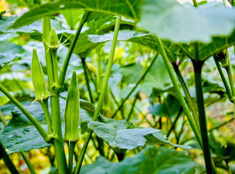 OKRA SEEDS HIGH QUALITY (Category: Everything Else Others) located in Davao. Submitted by skydiverjenzy (Listing ID 1470569971, Image 3). Description: ~50 pieces Seeds ~Easy to Grow.