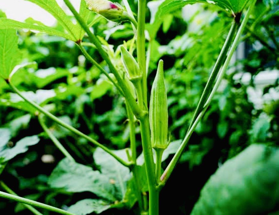 OKRA SEEDS HIGH QUALITY (Category: Everything Else Others) located in Davao. Submitted by skydiverjenzy (Listing ID 1470569971, Image 2). Description: ~50 pieces Seeds ~Easy to Grow.