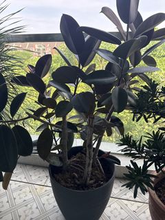 (Category: ) located in . Submitted by c.lew (Listing ID 1470567215, Image 1). Description: .