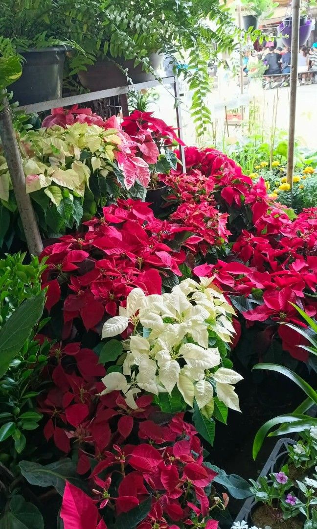Poinsettia plants (Category: Plants & Seeds) located in Quezon City. Submitted by amazingmaria3680 (Listing ID 1470621266, Image 3). Description: .