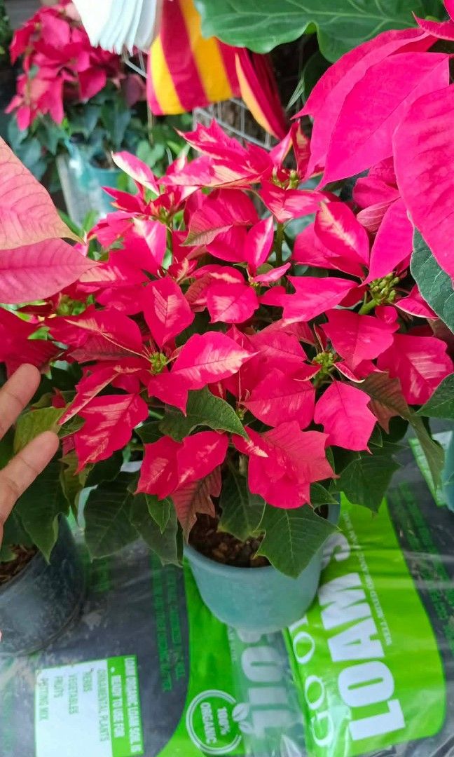 Poinsettia plants (Category: Plants & Seeds) located in Quezon City. Submitted by amazingmaria3680 (Listing ID 1470621266, Image 2). Description: .