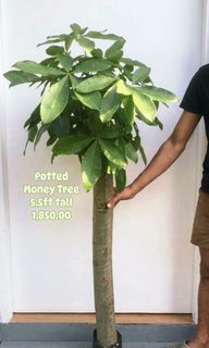 (Category: ) located in . Submitted by mherz_ariel (Listing ID 1470681992, Image 1). Description: .