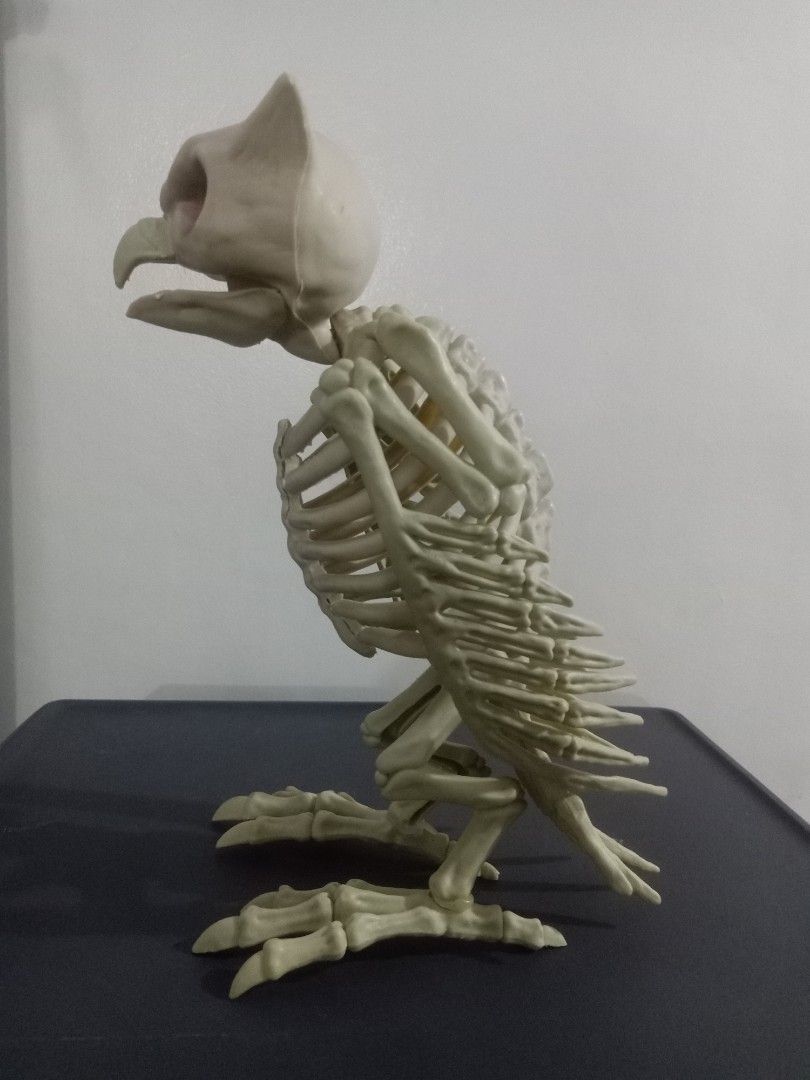 Skeleton owl 1ft (Category: Figurines & Statues) located in Las Pinas. Submitted by the_recycle_shop (Listing ID 1470684253, Image 3). Description: Realistic 1 ft tall.